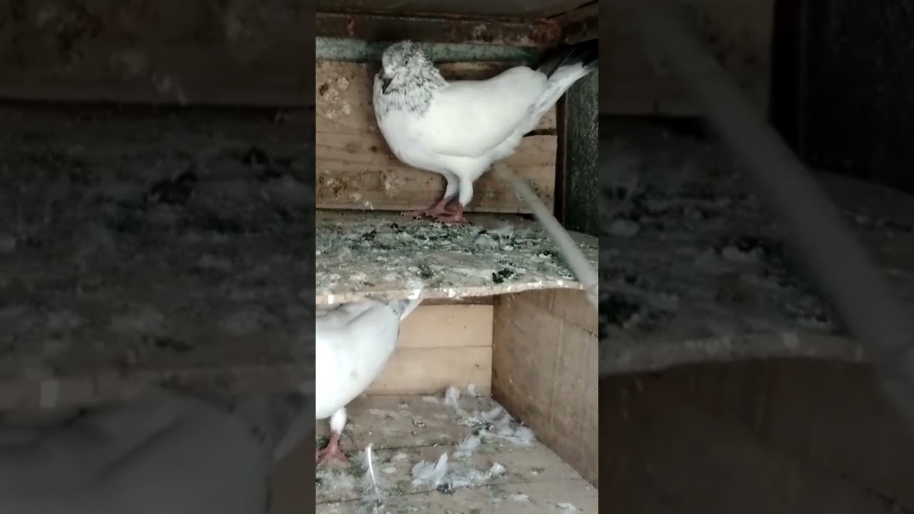 #kalpare pigeons only show shine⭐✨ of india
