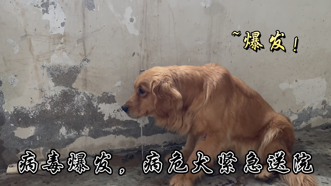 揪心！小院狗狗集體染病，重症已送醫，求平安