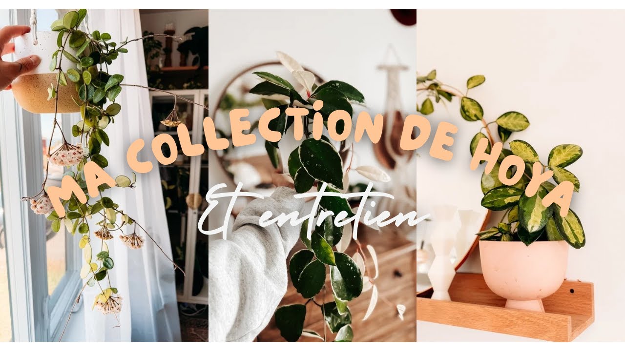 Ma collection de Hoya + mes trucs d'entretien