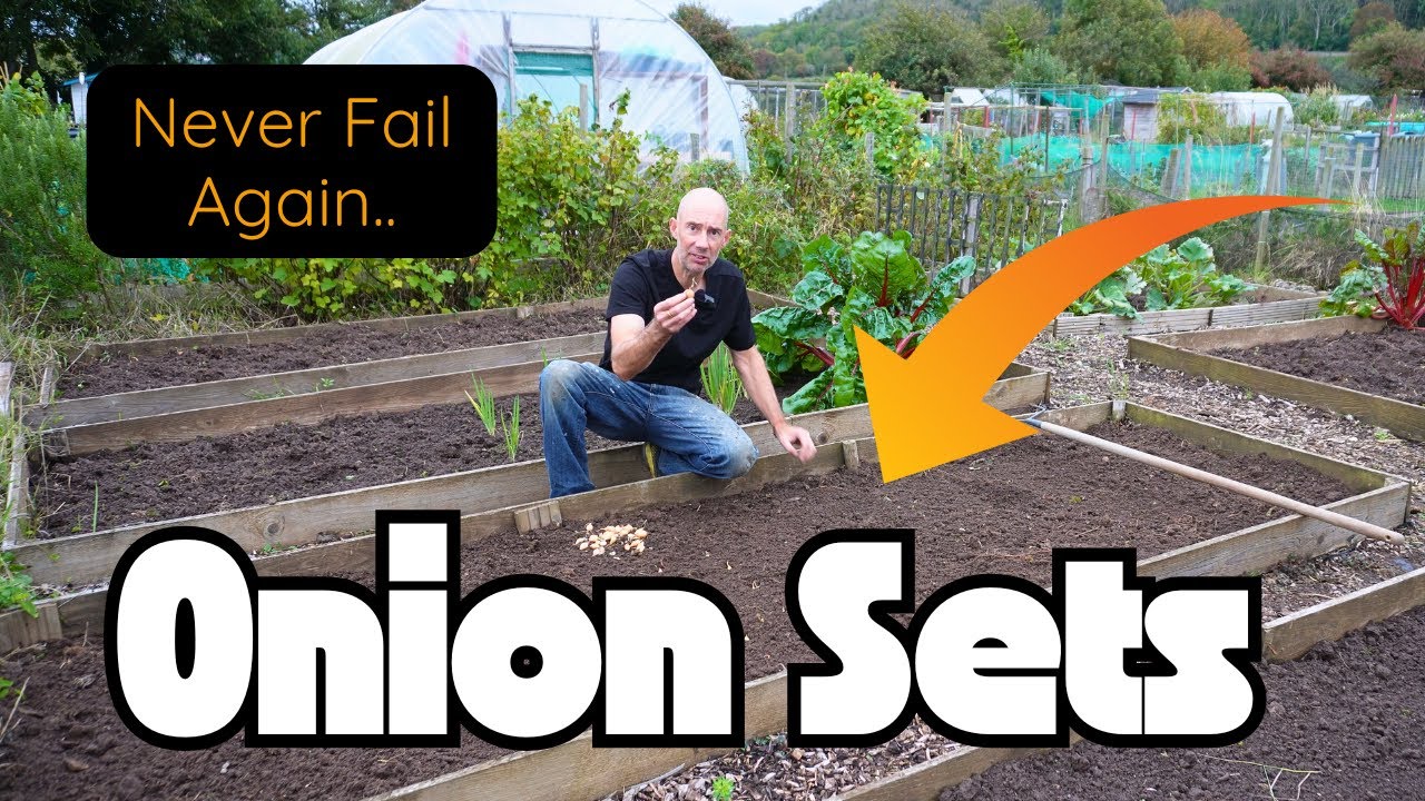 How To Plant Onion Sets for PERFECT Onions!