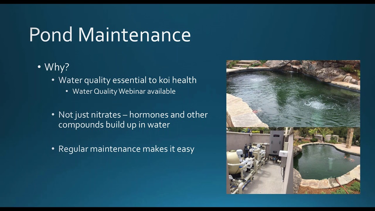 Koi Health & Keeping