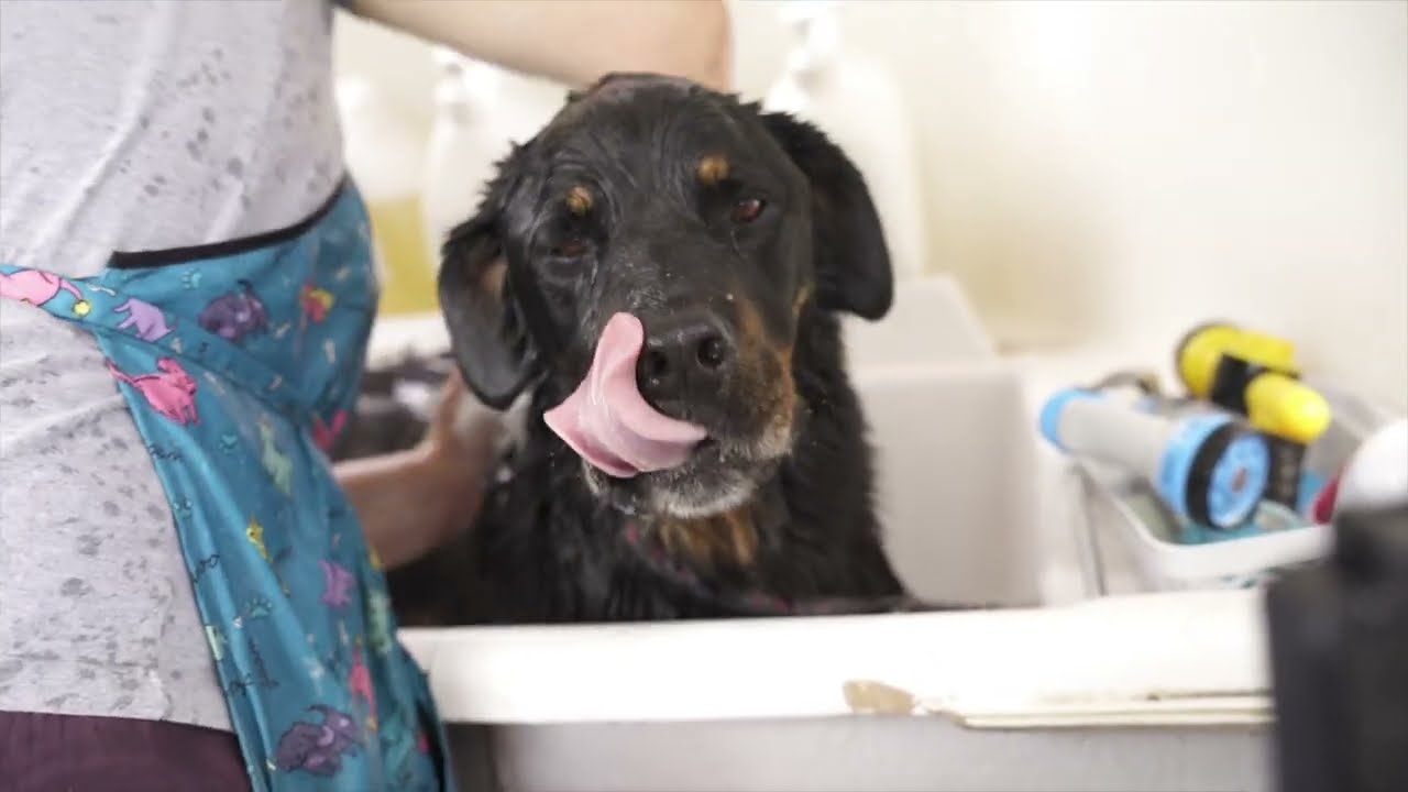 Freddo gets a lovely bath