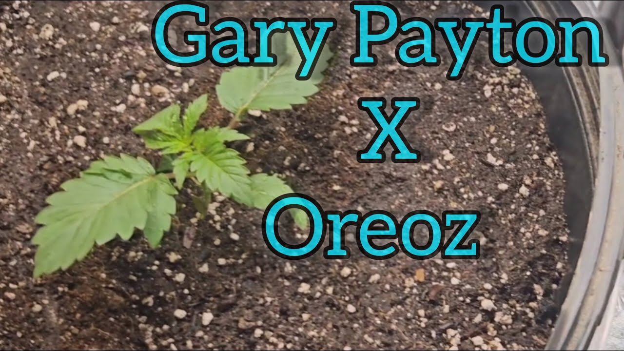 Gary Payton X Oreoz week 2 of veg - The Friendly Grower