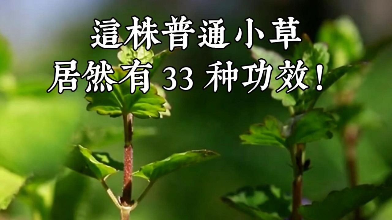 跑兩千多公里才見到！梭梭開花難得一遇，小花嬌小卻超耐曬！# 新疆特色植