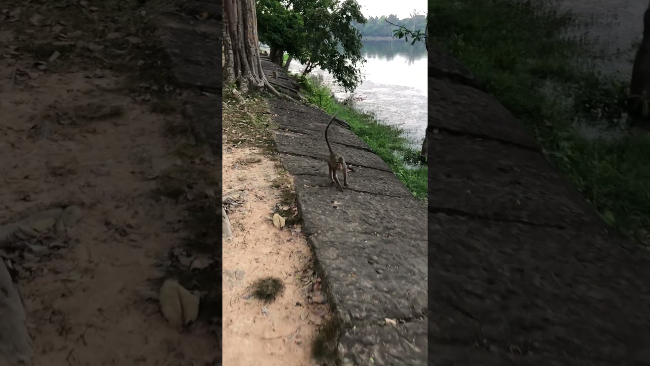 【カンボジア】アンコールワットで猿に襲われました... A monkey attacked me in Angkor Wat