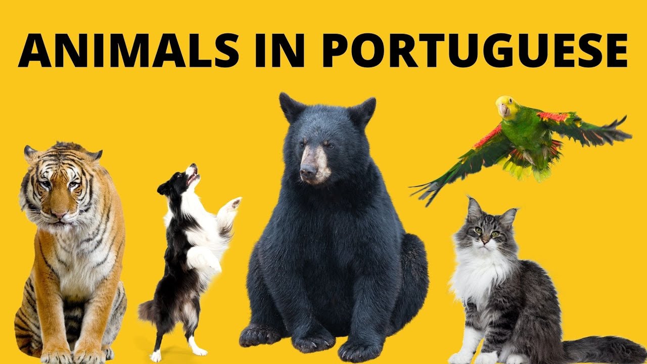 ANIMALS IN PORTUGUESE - VOCABULARY -  How to pronounce the animals in Brazilian Portuguese
