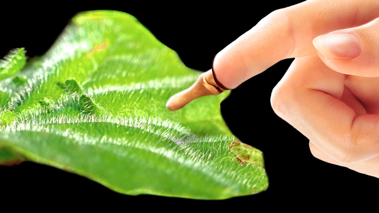 Découvre ce qui arriverait à ton corps si tu osais toucher la plante la plus vénéneuse