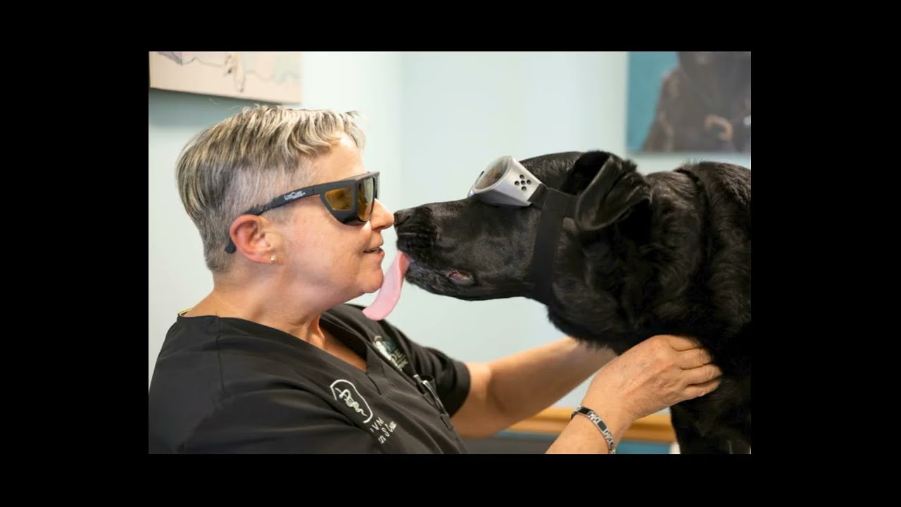 Creekside Vet (Charleston SC area) Hiring Assoc. DVM