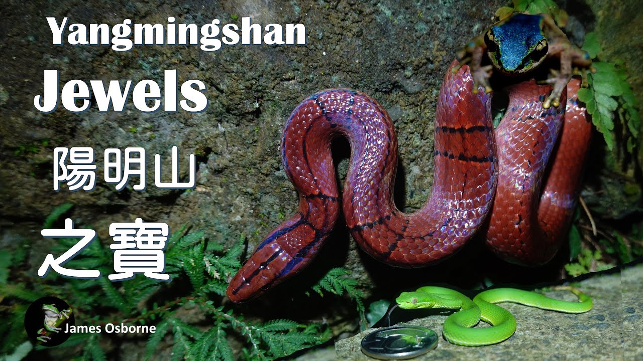 Red Bamboo Ratsnake in Yangmingshan 找到了紅竹蛇 （陽明山國家公園)