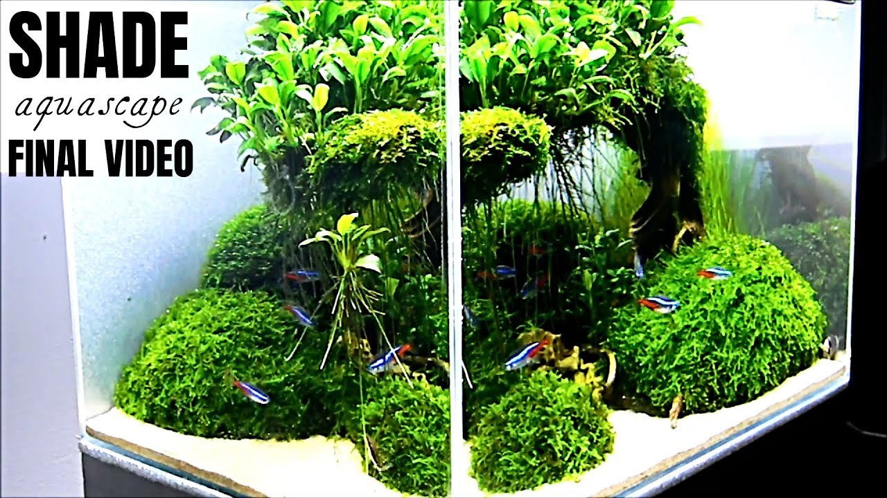 Aquascape SHADE - Day 260 (The Last Day)