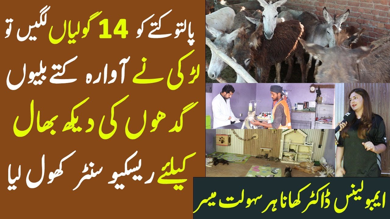 Animal Rescue in Lahore Pakistan | JFK Animal Rescue and Shelter