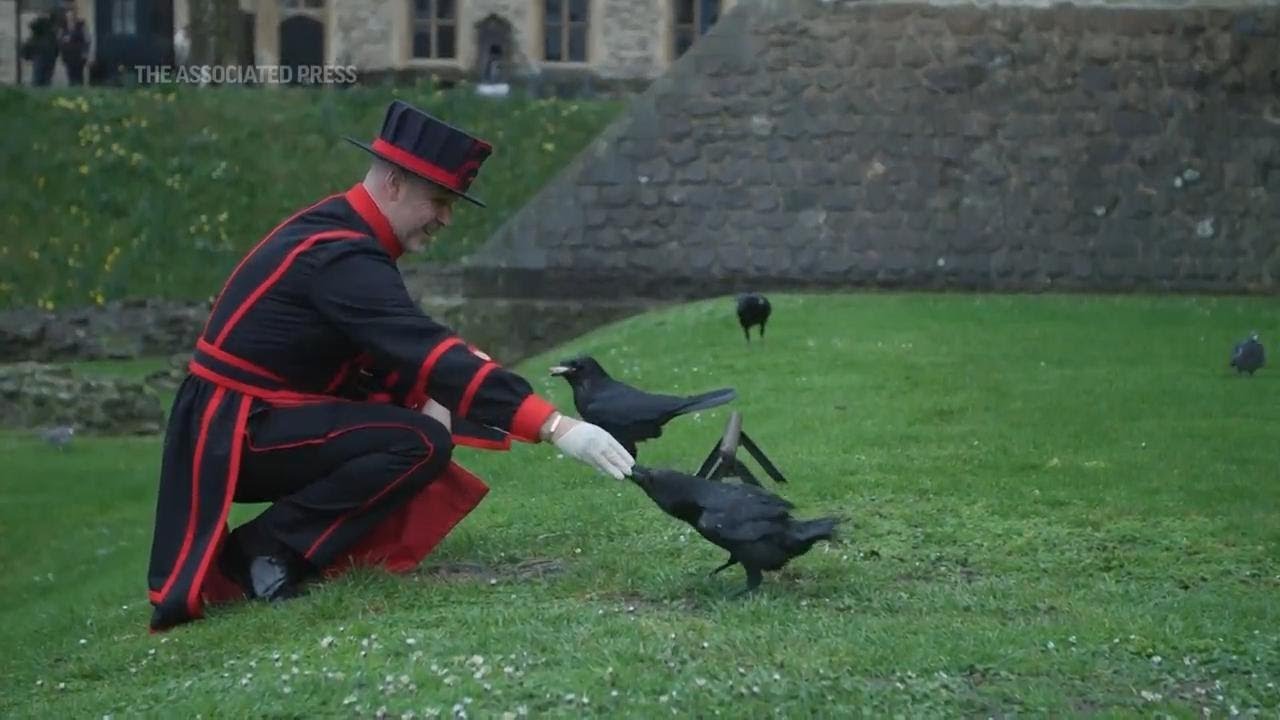 Meet the tower of London's new raven master