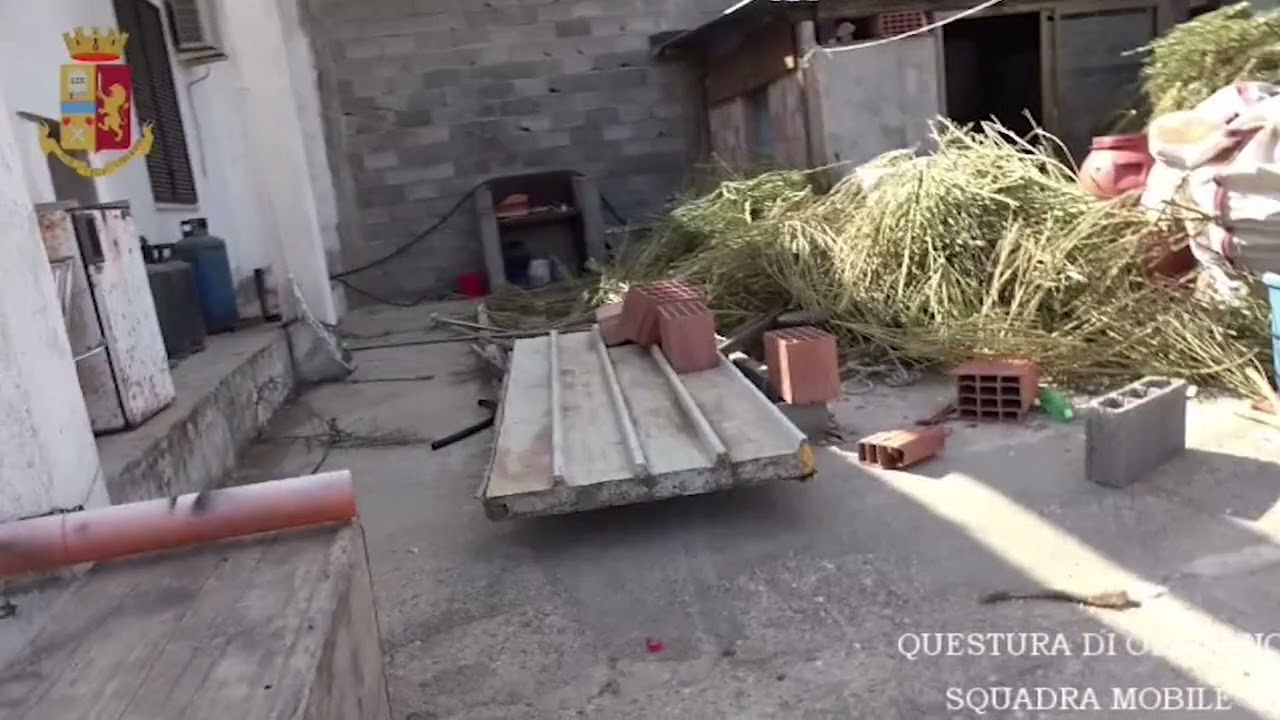 Questura di Oristano. Operazione antidroga a Zerfaliu. Sequestrati 450 kg di marijuana 19 10 21