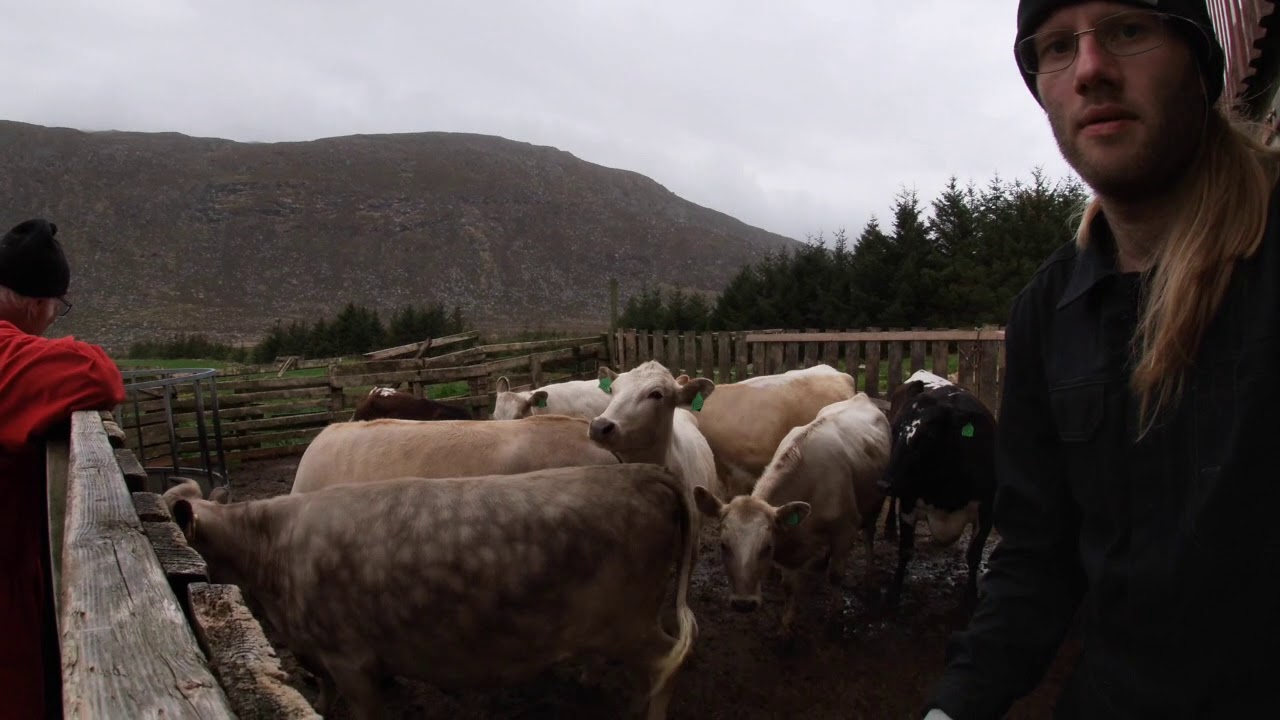 Fleire fjordfekyr på småbruket