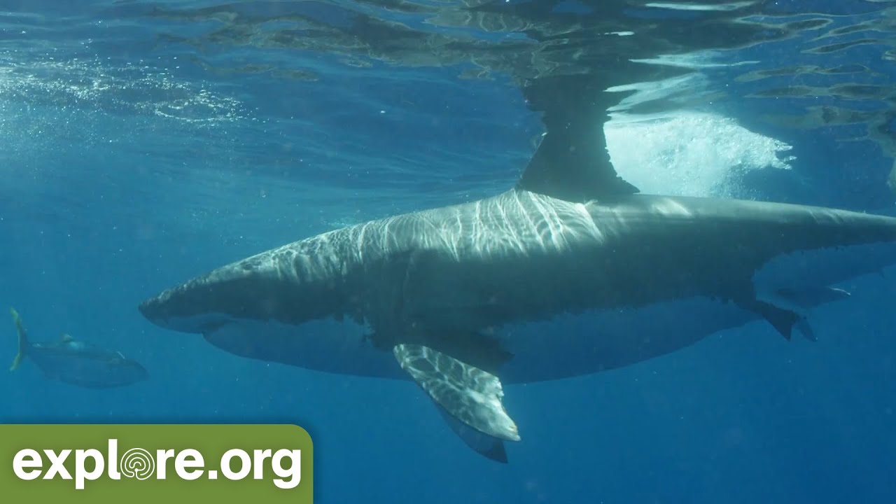 JAWS/ Great White Shark Meditation of Guadalupe Island with Cello!  Transform terror to love!