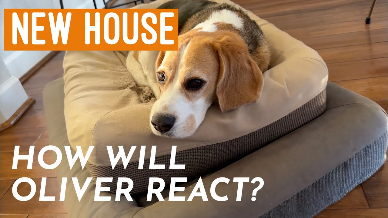 Cute beagle's new house