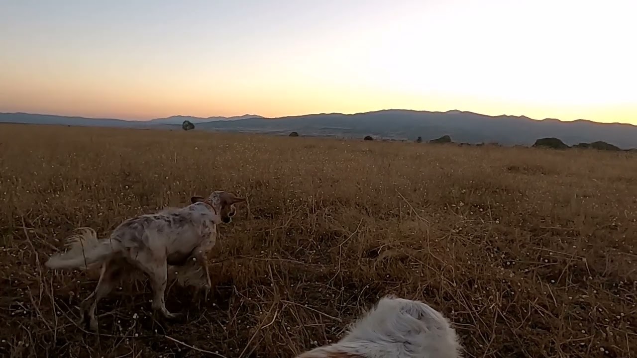 cali ile  bıldırcın avı