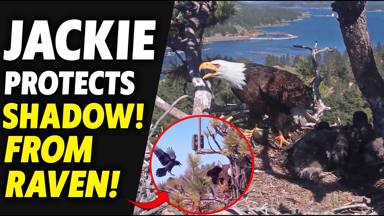 Mama Jackie to the Rescue! She Chases the Ravens to Protect Shadow&rsquo;s Catch
