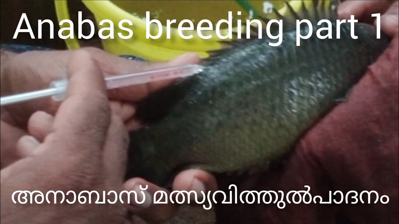 Anabas fish breeding part 1 Malayalam | അനാബാസ് മത്സു വിത്തുൽപാദനം