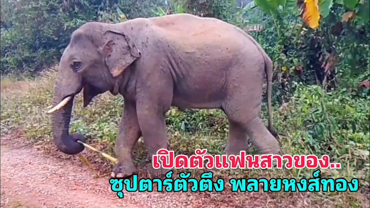 พลายหงส์ทอง อาการบาดเจ็บก็ดีขึ้นตามลำดับ โตเป็นหนุ่มเต็มตัวและกำลังอินเลิฟสุดๆพาแฟนสาวมาเปิดตัวด้วย