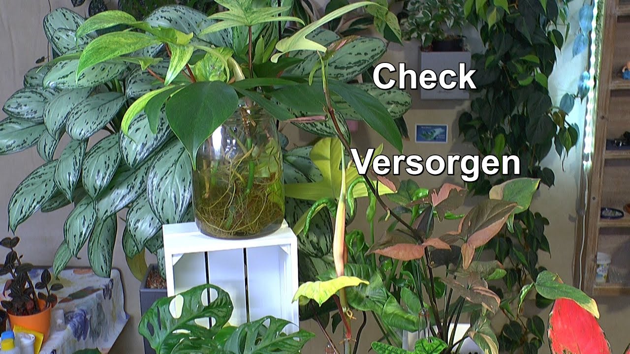 Zimmerpflanzen Checken und versorgen mit Detlef Römisch