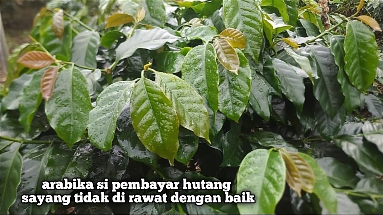 KOPI ARABIKA PUCUK MERAH