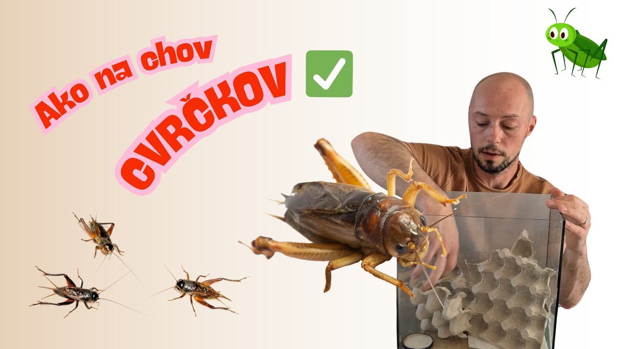 Prečo mi zomierajú cvrčky a ako to napraviť? - #01 [SK/CZ]