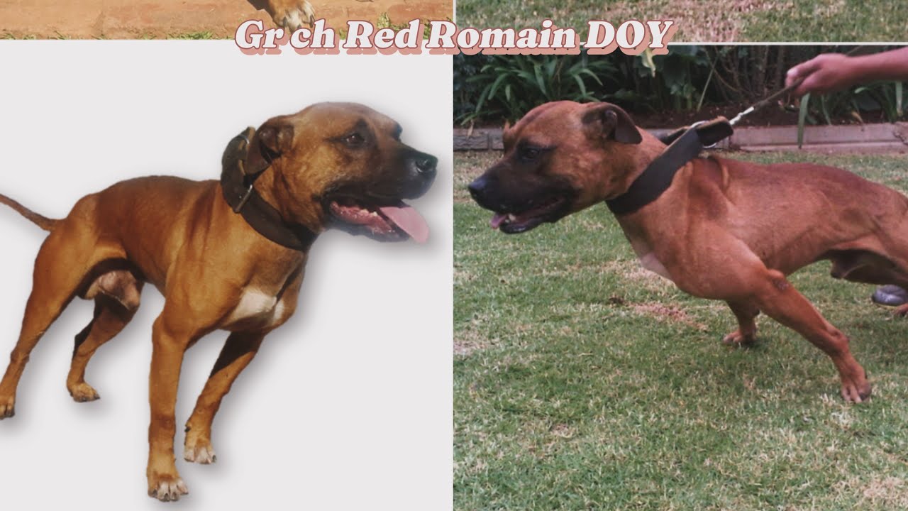 Gr Ch Red Romain DOY #pitbulls #apbt #pitbullpuppy
