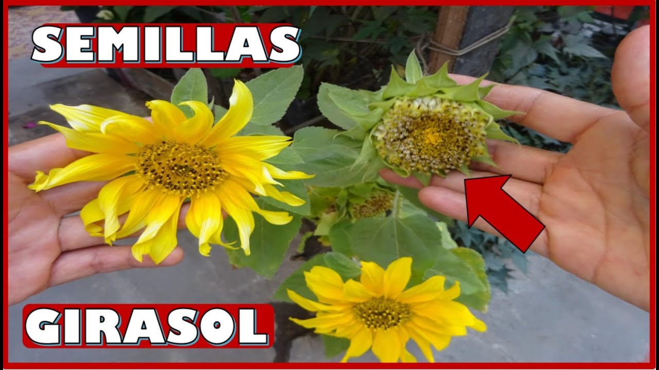 COMO OBTENER SEMILLAS DE GIRASOL DE FORMA CASERA