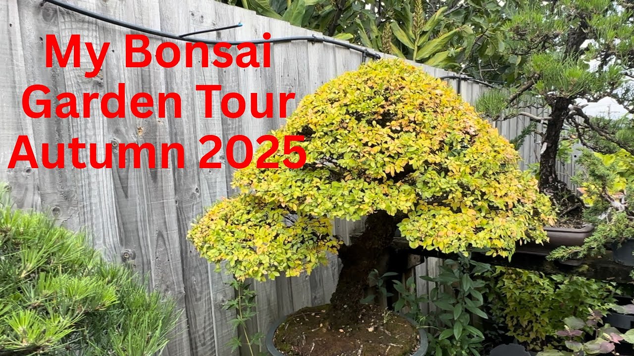 Bonsai Garden Tour: Stunning Autumn Colors & Rare Trees for Sale! 🍁 Shimpaku & Maple Magic