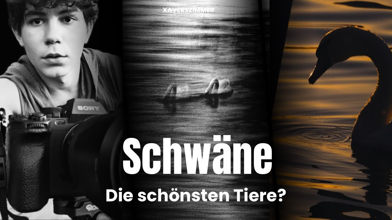 Warum Menschen glauben, dass Schwäne die schönsten Tiere in der Natur sind