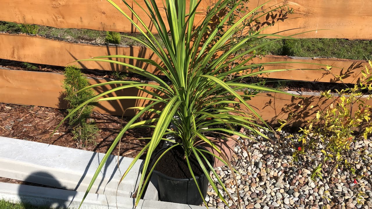 Cordyline australis &rsquo;Jive&rsquo; |odc.131
