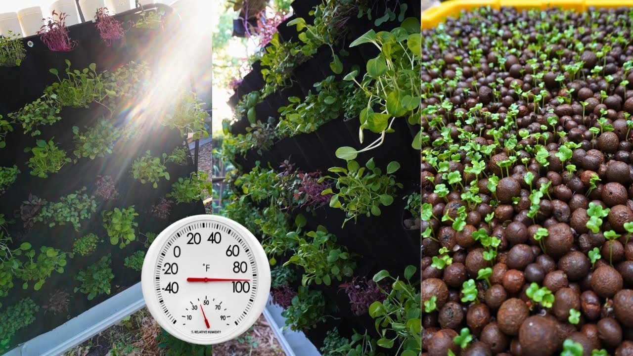 You Won't Believe the Vertical Living Hydroponic Wall! 🌿🌱