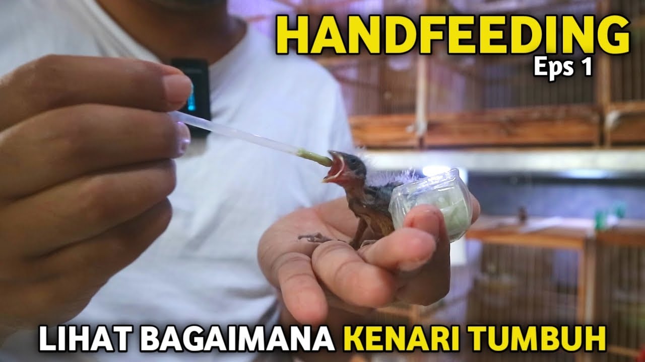 TIPS MELOLOH ANAKAN KENARI SENDIRI USIA 5 HARI‼️