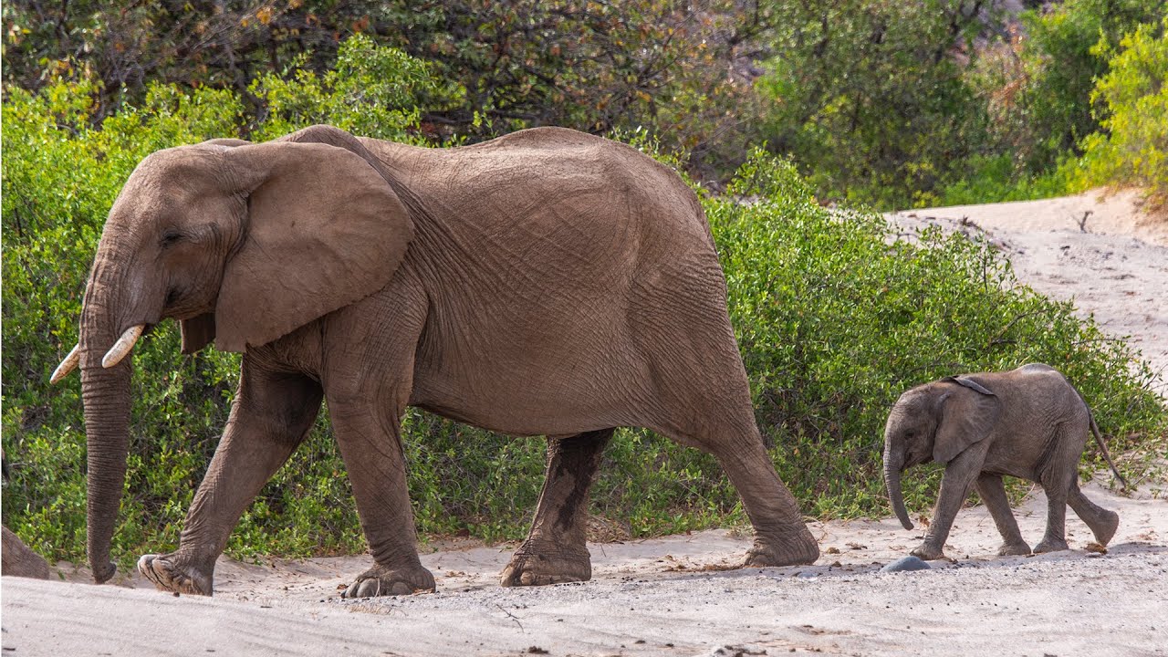 Desert Elephants of the Hoanib Valley, Namibia