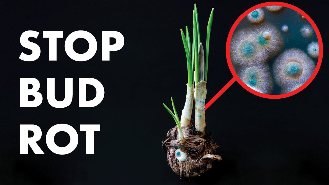 Can You Stop Bud Rot? What To Do About BUD ROT