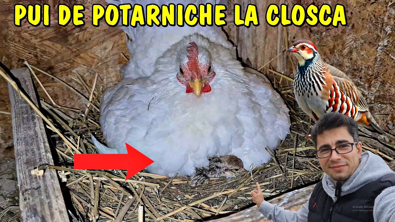 Viața la țară - A ieșit primul pui de potârniche dar cloșca nu l-a acceptat și din păcate..