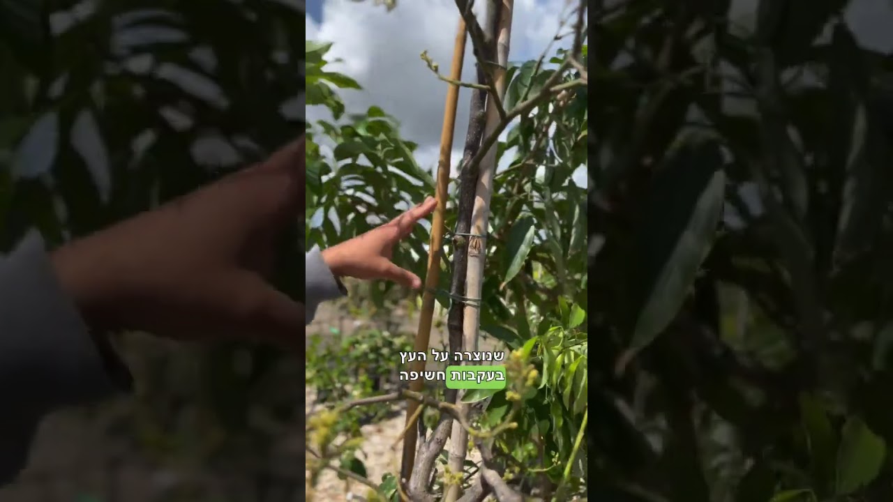 5 פעילות שצריך לבצע בעץ האבוקדו שלכם בשביל להוציא ממנו יותר!