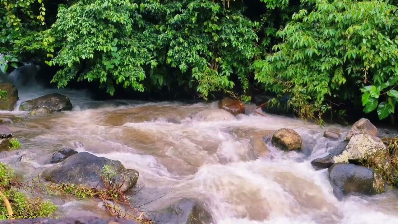 Beautiful River Sounds and Birds Chirping, Sleep Immediately, Stress Relief, Beat Insomnia