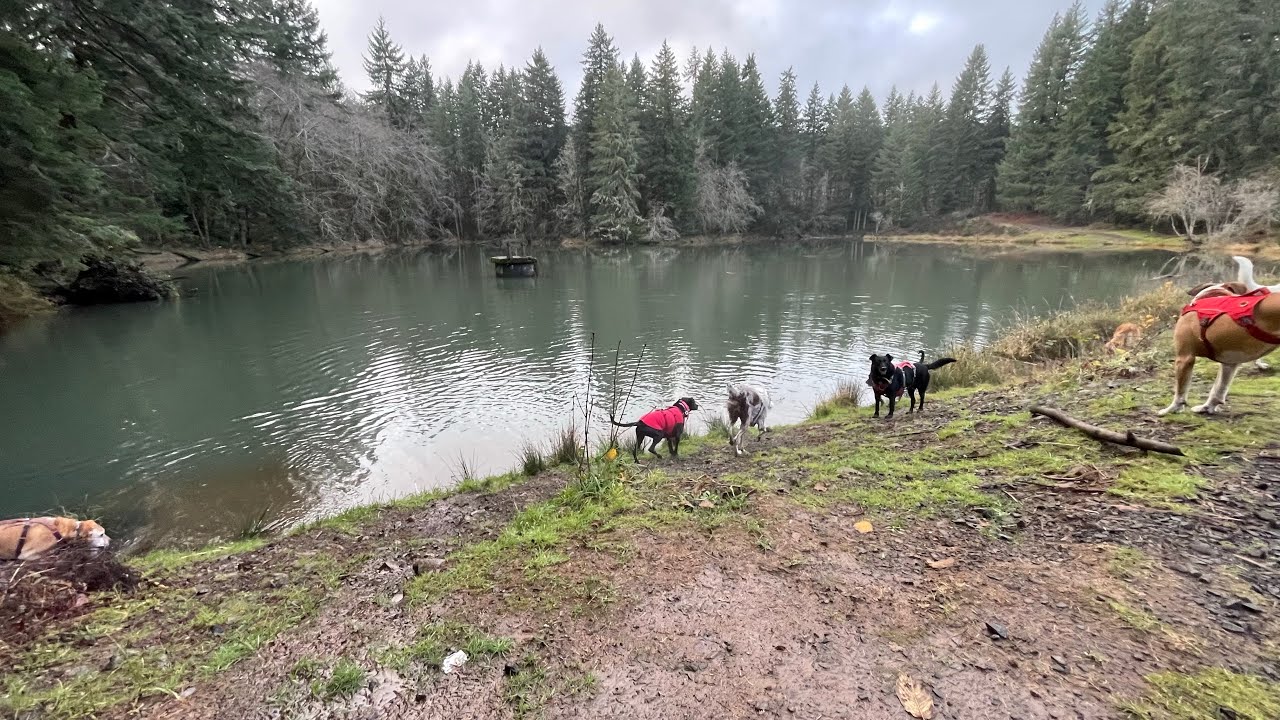 Exploring a New Forest Outside of Portland with 16 Dogs!