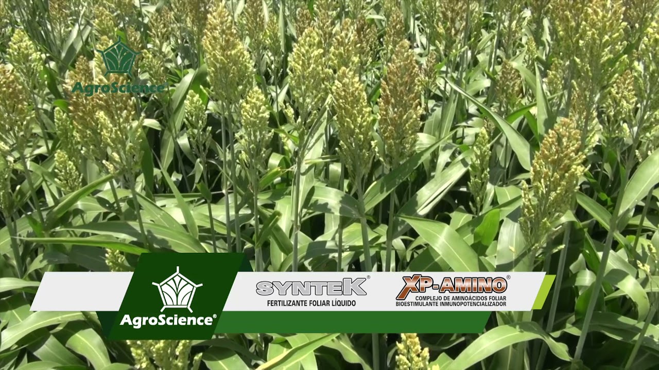 AgroScience  | Nutrición en Sorgo