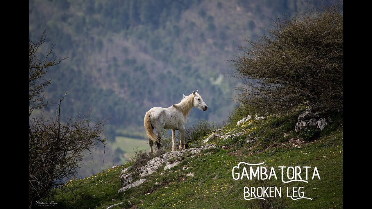 RDVideo - Cavalli selvaggi sui monti della Calvana - GambaTorta 