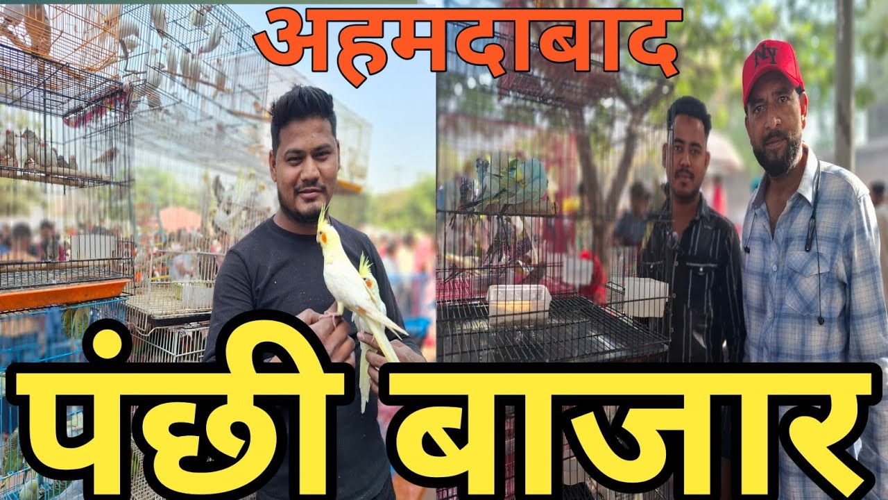 अहमदाबाद पंछी  बाजार/Sunday bird's market/Ahmedabad pet market/Ahmedabad  bird's market/ravivari.