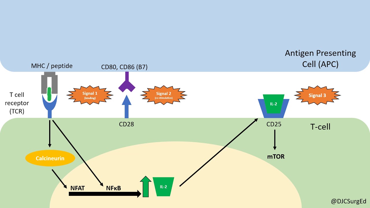 Transplant Immunology (Part 1)