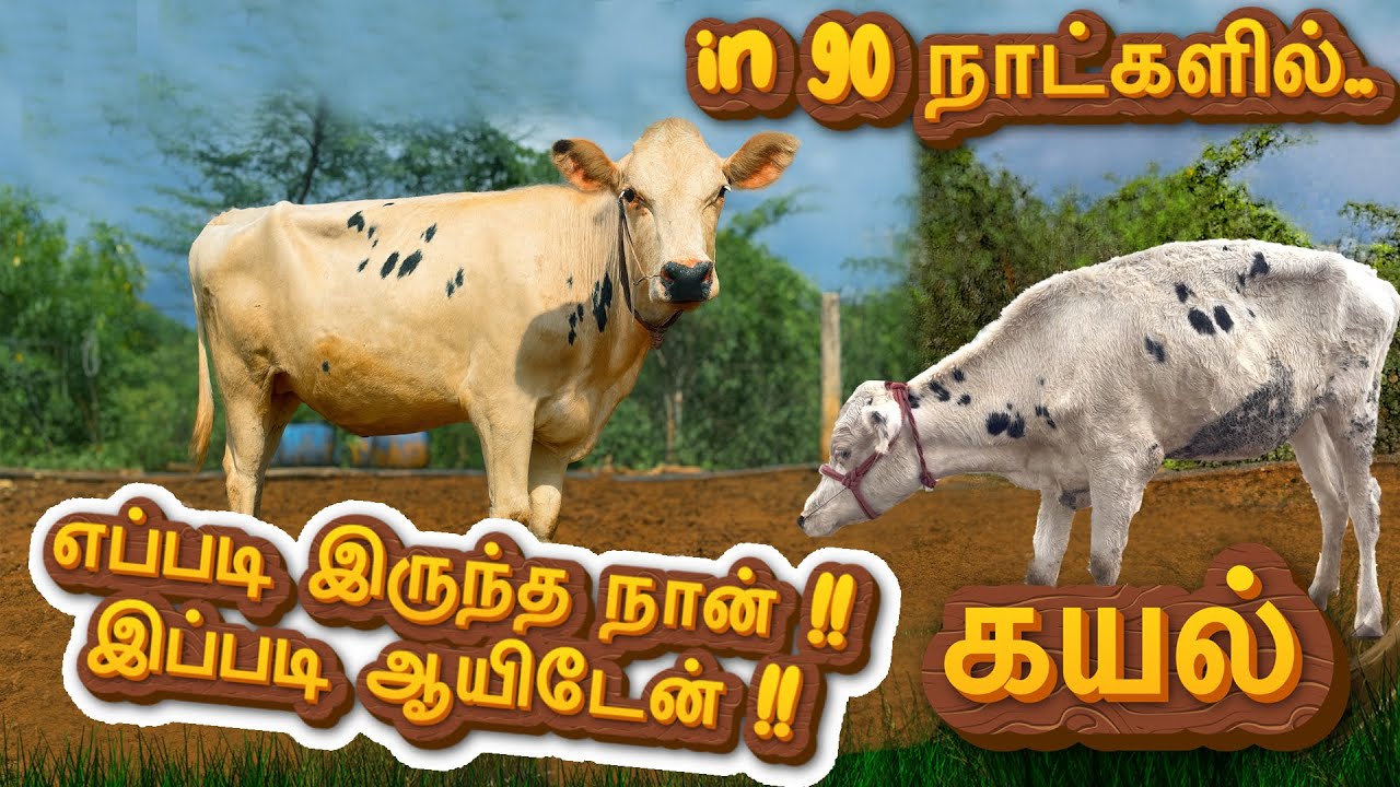 எப்படி  இருந்த கயல் இப்படி ஆகிருச்சு! | tranformation of kayal in 90 days