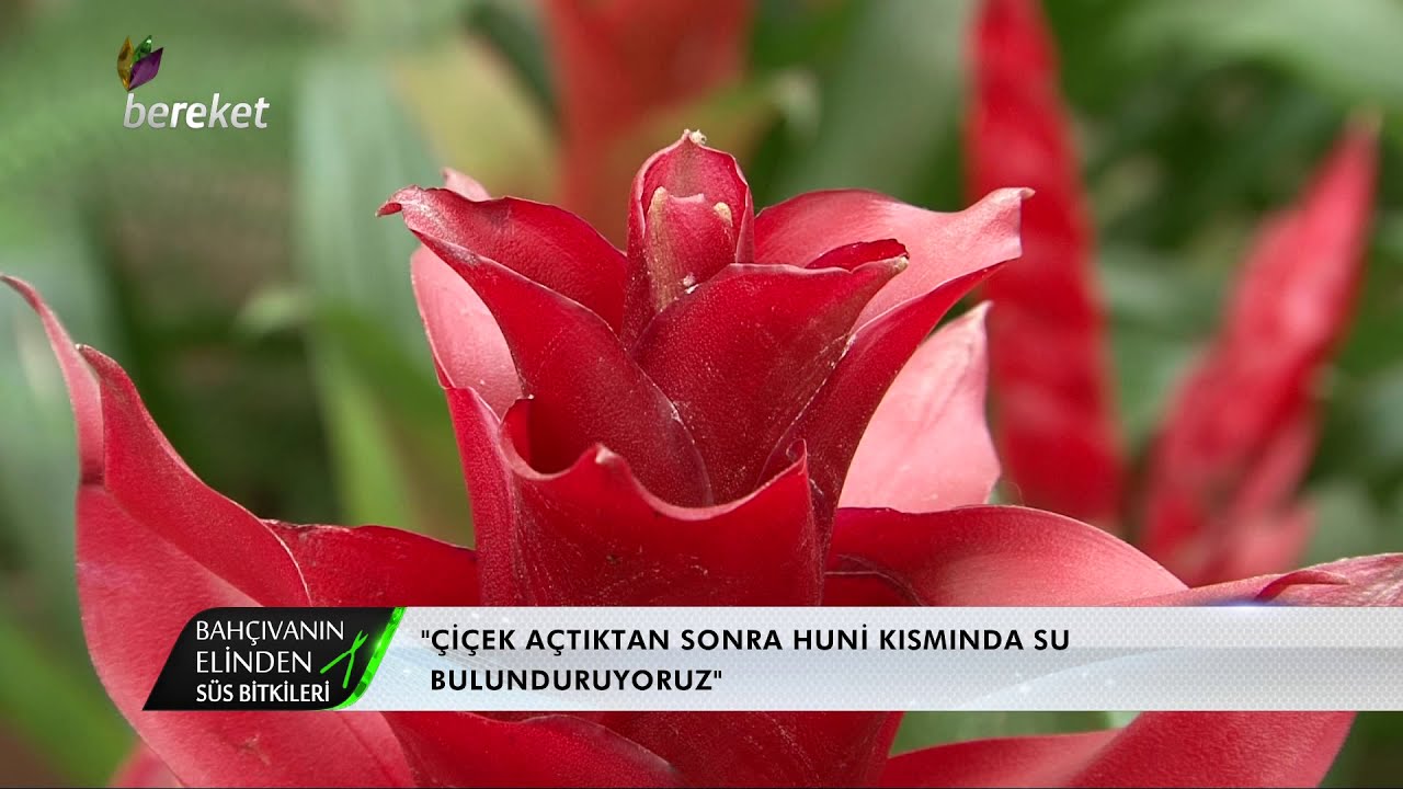 Bahçıvanın Elinden - Guzmania ve Aechmea Bitkisi Bakımı