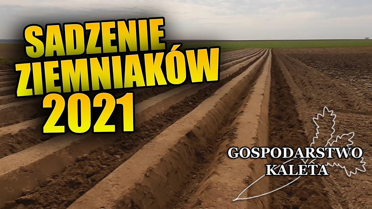Sadzenie wczesnych ziemniaków 2021 |URSUS| Jak sadzimy ziemniaki wczesne | Vlog#2