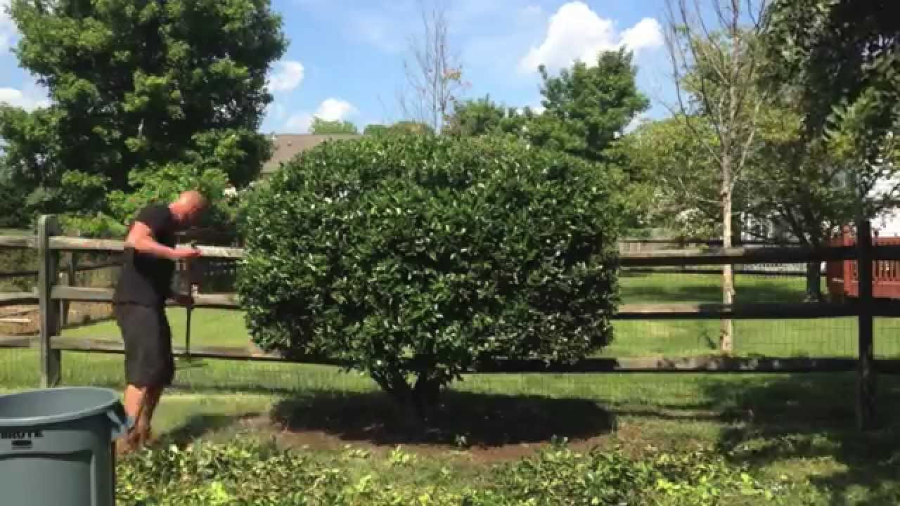 Pruning A Big Holly Shrub