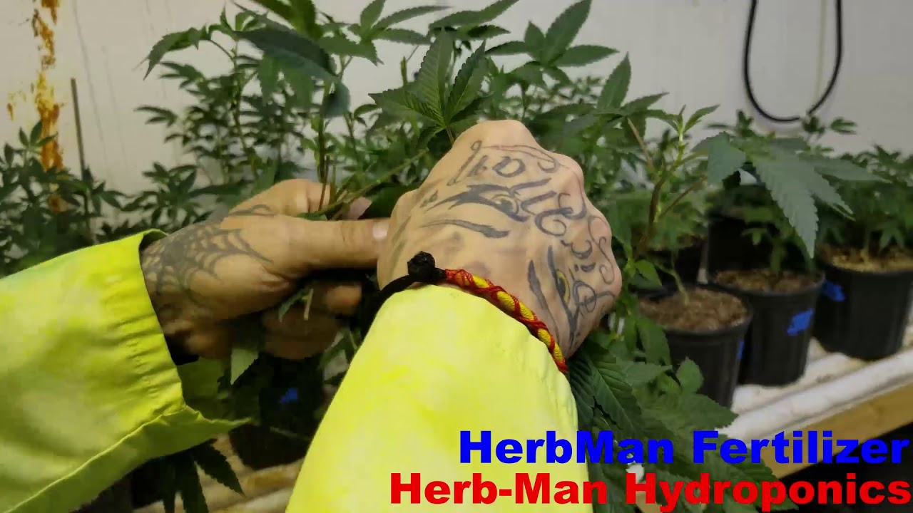 How to Fim and Top Marijuana/Cannabis