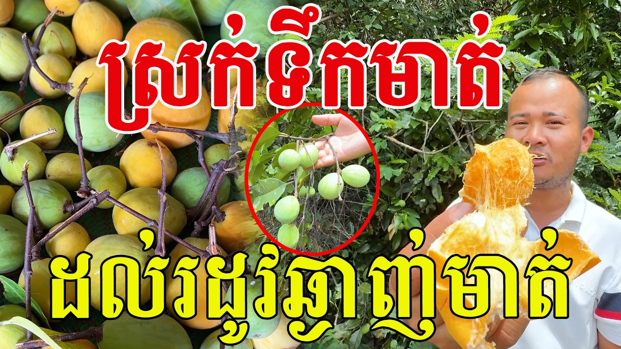 ស្រក់ទឹកមាត់​ ដល់រដូវឆ្ងាញ់មាត់​ ទុំនៅដីខ្ចីនៅលេី